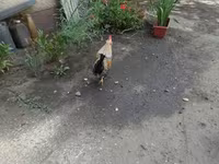 Japanese Bantam — photo 3