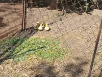 Geese — عکس 3