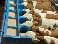 Boğa, Simmental cattle — foto 2