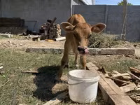 Bulle, Swiss cattle — Foto 1