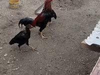 Chickens — foto 6