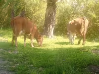 گاو ماده, Simmental cattle — عکس 3