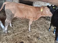 Toro, Blu Belga — foto 1