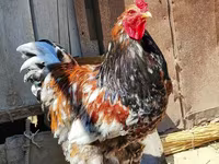 Chickens — عکس 2
