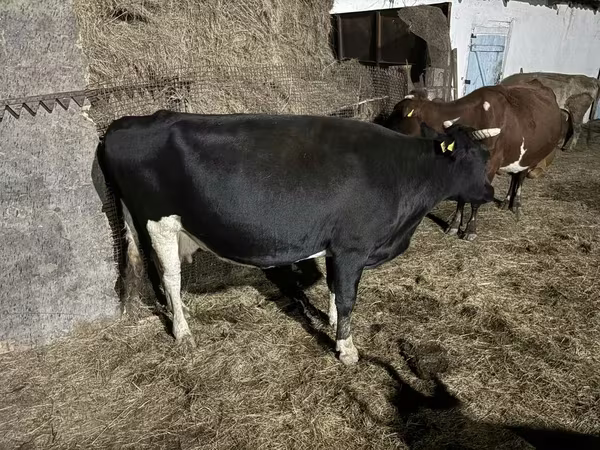 Vaca, Russian Black pied cattle
