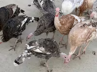 Turkeys — फ़ोटो 5