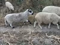 แกะตัวผู้, Cerry Hill sheep — รูปภาพ 1