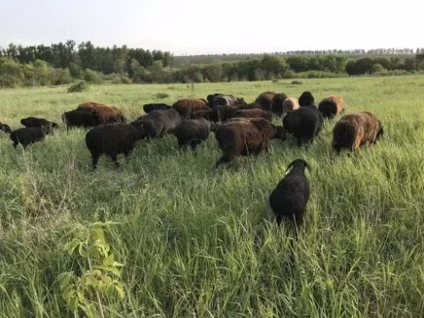 Sheep, Hissar sheep — Russia