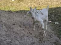 Buk, Russian White goat — foto 2