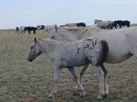 مادیان, Kazakh horse — عکس 3