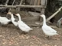 Geese — 写真 1