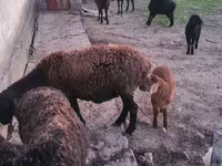 Oi (lot, sex nespecificat), Hissar sheep — foto 2