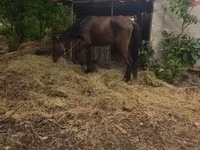 Faras dhaddig, Horses — sawirka 3