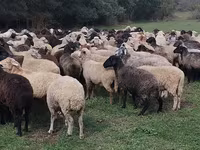 میش, گوسفند — عکس 2