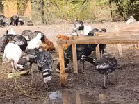 Turkeys — عکس 7