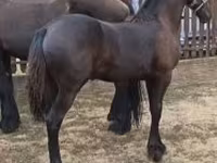 Yegua, Friesian — foto 1