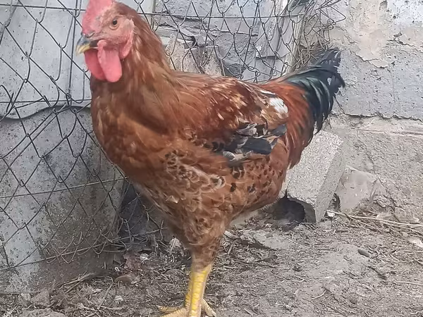 Chickens — Киргизстан