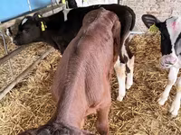 Boğa, Holstein ırkı — foto 3