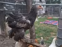 ብራህማ — ፎቶ 1