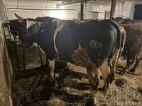 Kvæg (parti, køn ikke angivet), Holstein-race — foto 1