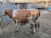 گاو ماده, Simmental cattle — عکس 5