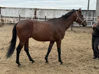 Kuda jantan, Thoroughbred horse — foto 4