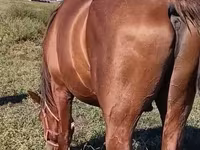 Faras, Thoroughbred horse — sawirka 1