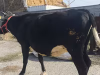 Vacă, Russian Black pied cattle — foto 5