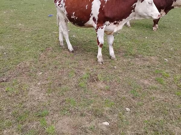 Lo’, Simmental cattle