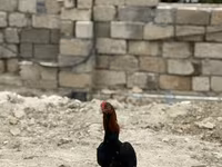 Chickens — الصورة 6