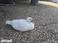 Ducks — รูปภาพ 3