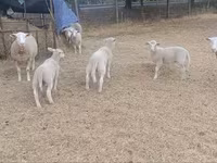 Biri-biri betina, Sheep — foto 4