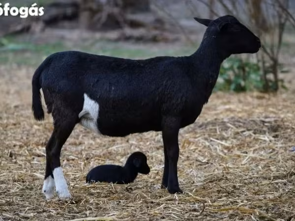 Ovce, Cameroon sheep