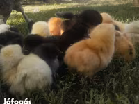 Chickens — foto 1