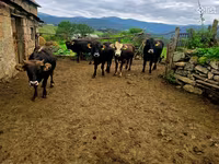 Vacă, Bovine — foto 1