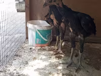 Chickens — عکس 5
