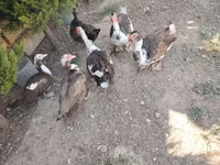 Ducks — عکس 3