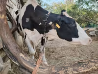 Lembu betina, Holstein breed — foto 7
