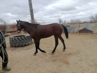 Faras, Horses — sawirka 2
