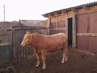 Lembu jantan, Auliyeatinskaya breed — foto 5