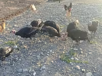 Turkeys — fotografija 2