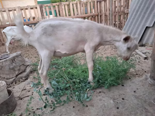 Keçi, Saanen goat