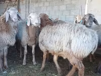 Beran, Arashan sheep — foto 2