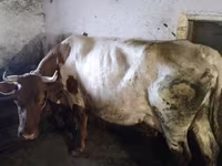 بقرة, Simmental cattle — الصورة 2