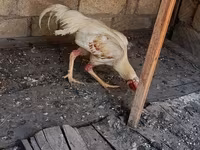 Chickens — عکس 5