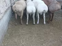 Wad, Sheep — sawirka 3