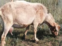 Koza, Alpine goat — fotografija 2