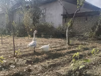 Geese — Foto 2
