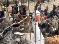 Chickens — 사진 3
