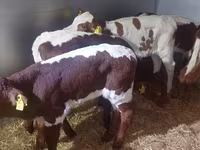 Бух, Simmental cattle — 4 зураг